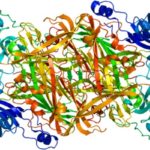 VAP-1-protein