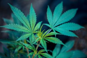 Medicinal cannabis for pain